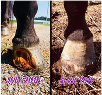 Formula 1 Equine-Hoof and Mane