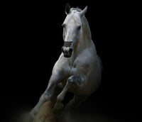 FLAIR® EQUINE NASAL STRIPS