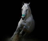 FLAIR® EQUINE NASAL STRIPS