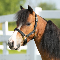 Dura-Tech® Miniature Double Ply Nylon Halter