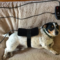 Canine IR1 Infrared Therapy System